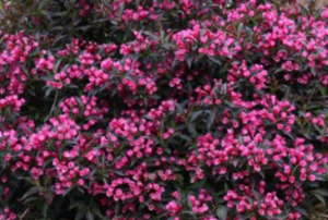 Weigela plant