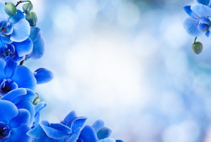 A blue orchid.