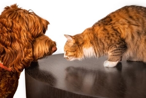 A dog and a cat look at each other.