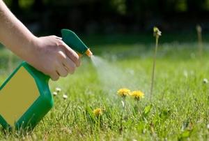 A weed killer being sprayed on dandelions.