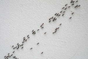 A trail of ants.