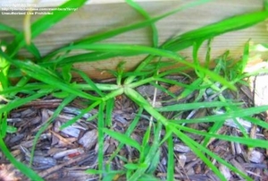 Sprigs of green crabgrass grow up through wood mulch.