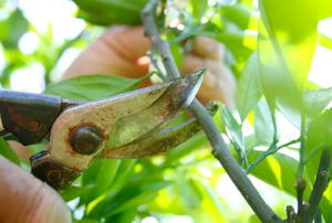 Pruning an orange tree with secateurs.