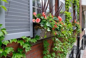 Bright flowers grow in a window box while ivies climb the brick walls outside.