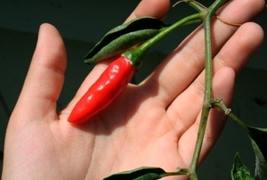 A hot chili Pepper in the hand, ready for picking.