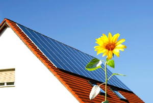 Solar cells on a roof behind a sun flower