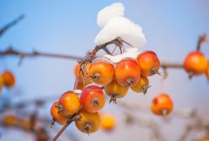 Some snow sitting on top of red and orange fruit on a tree.