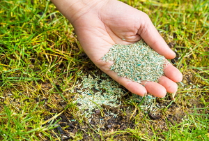 A hand holding grass seed over a patchy lawn.