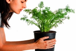 Woman smelling dill plant.
