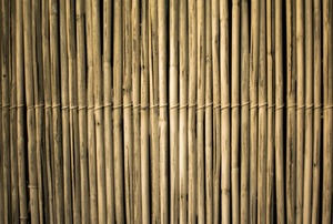 Bamboo.