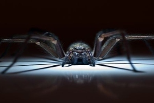 A spider on a black background.