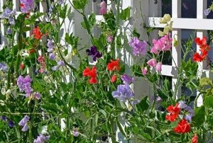 colorful climbing sweet pea plants