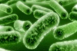 bacteria found in a wet basement