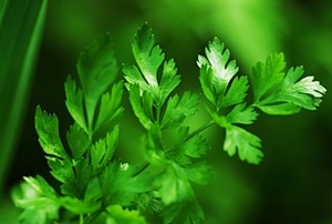 A close-up picture of a sprig of fresh parsley.