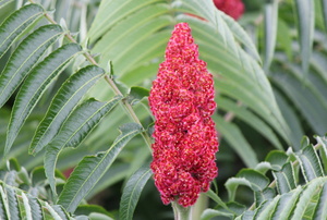 A sumac plant.