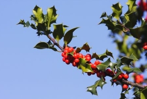 A branch of holly, with sharp leaves and red berries, extends away from the body of the tree.