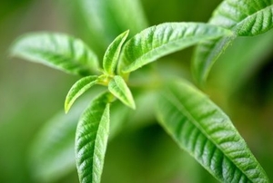 lemon verbena