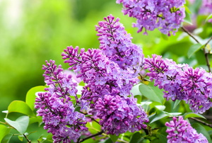 purple blossoms on a lilac tree