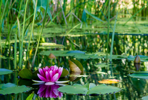Pond with lotus flower