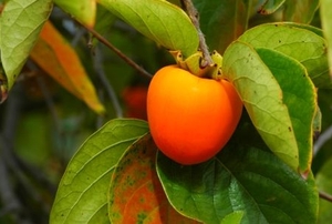 A persimmon ripens just as leaves begin to turn color in autumn.