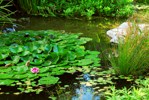 Large backyard pond with a lotus flower
