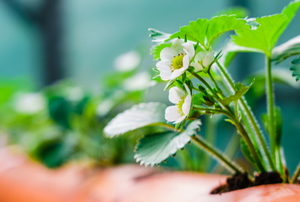 strawberry plants with flowers in a hydroponic pipe system