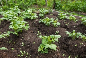Soil with green plants.