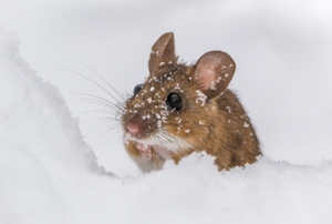 A mouse in the snow.