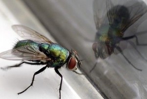 House Fly & Glass Reflection Closeup