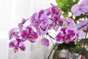 An orchid.