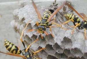 three wasps on the outside of a nest