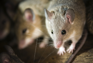 Mice hidden away in a nest.