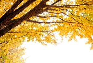 Autumnal yellow ginkgo tree.