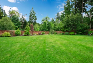 A green yard.
