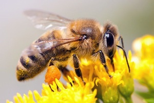 a bee on yellow flowers