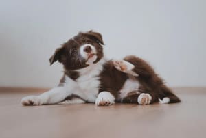A brown and white puppy scratching himself because he has fleas.