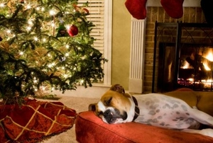 Sleeping dog next to Christmas tree