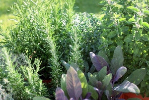 A close-up of an herb garden.