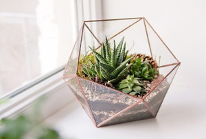 A terrarium beside a window with succulents in it.