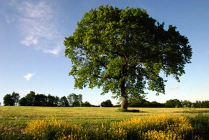 Beech tree in a field