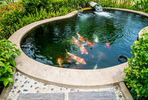 garden pond with fish swimming