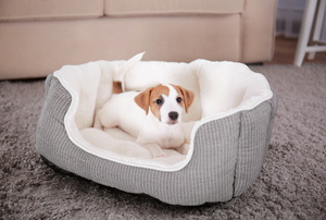 A dog in its bed.
