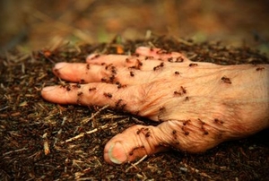 Lots of ants on an old man's hand on a compost pile.