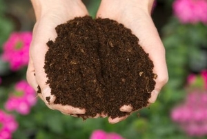 A double handful of potting soil.