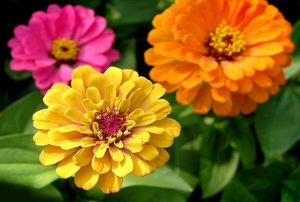 Multicolored zinnia flowers in bloom.