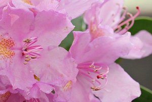 pink azaleas