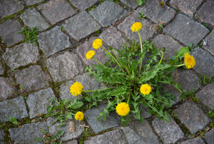 A dandelion weed growing on a paved pathway