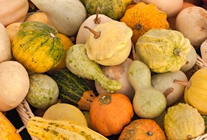 A collection of gourds in different shapes and fall colors.