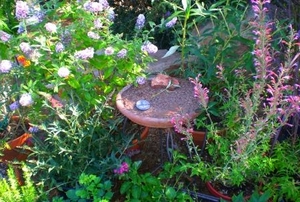 An explosion of color in a potted garden.