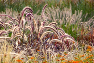 Ornamental grasses.